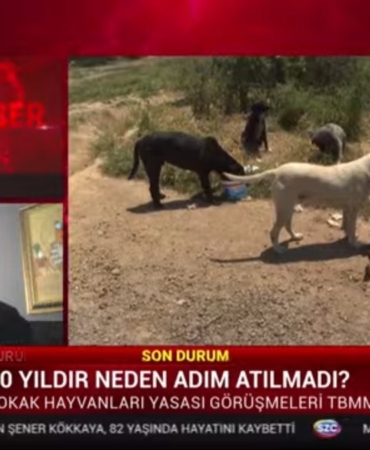 AKPli-Turkesten-katliam-yasasina-tepki-Dogru-bir-sey-degil.jpg