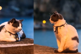 Fotografciya-poz-veren-kedi-gundemde-Siz-hic-daha-once-model.jpg