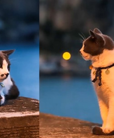 Fotografciya-poz-veren-kedi-gundemde-Siz-hic-daha-once-model.jpg