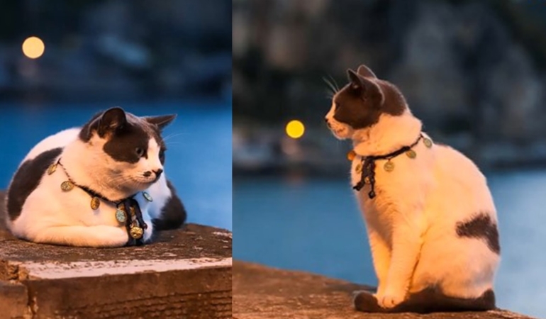 Fotografciya-poz-veren-kedi-gundemde-Siz-hic-daha-once-model.jpg