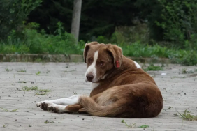 A2
